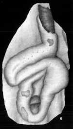 Calcivertella palata Crespin, 1958