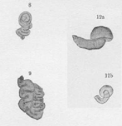 Cornuspira (Psammophis) anguineus Cherdynzev, 1914