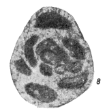 Orthovertella verchojanica Sosipatrova, 1970