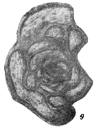 Orthovertella pseudoprotea Sosipatrova, 1970