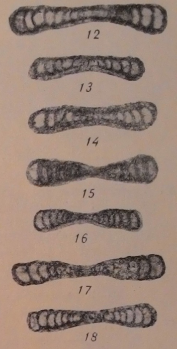 Ammodiscus compactus Brazhnikova &amp; Potievskaya in Manukalova-Grebenyuk et al., 1969