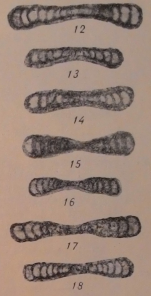 Ammodiscus compactus Brazhnikova & Potievskaya in Manukalova-Grebenyuk et al., 1969