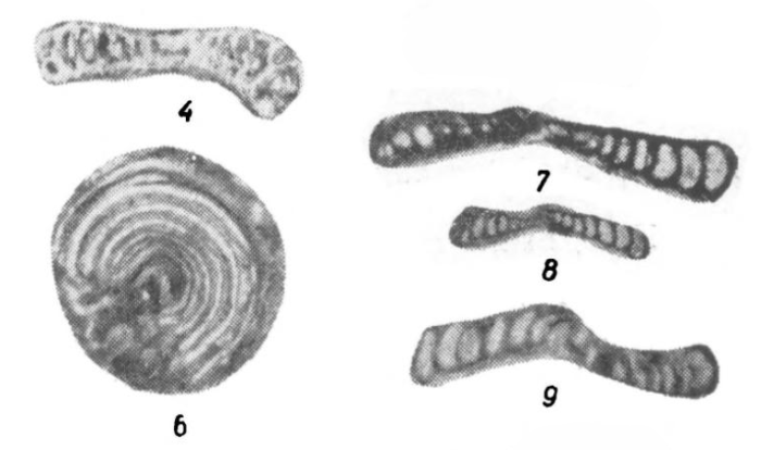 Ammodiscus curvus Potievskaya, 1958