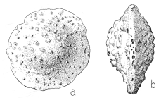 Miogypsina (Miogypsina) socini Drooger, 1954