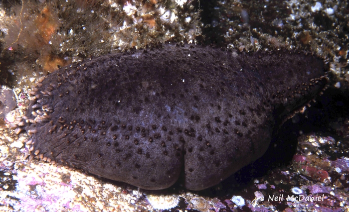Cucumaria frondosa japonica Cucumaria frondosa japonica