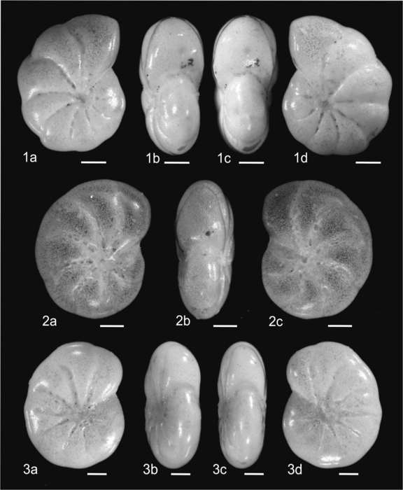 Elphidium balticum Knudsen, Schweizer &amp; Seidenkrantz, 2025