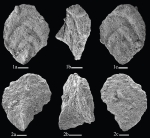 Flabellogaudryina sirhanensis Kaminski & Korin, 2025