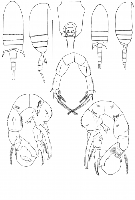 bowmani body bowmani body
