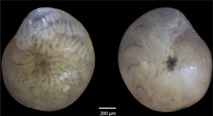 Amphistegina lobifera Larsen, 1976