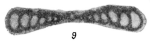 Ammodiscus subcarbonicus Dain in Bykova et al., 1958
