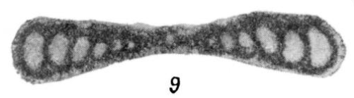 Ammodiscus subcarbonicus Dain in Bykova et al., 1958