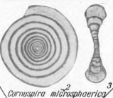 Cornuspira microsphaerica K. Miklukho-Maklay, 1968