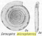 Cornuspira microsphaerica K. Miklukho-Maklay, 1968