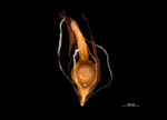 Nutlet of Costularia natalensis US02234383 Malawi 1
