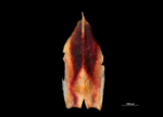 Glume of Costularia natalensis US02234383 Malawi 1