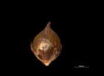 Nutlet of Mapania bancana US02073955 Indonesia 1