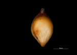 Nutlet of Mapania micrococca US01080967 Guyana 1