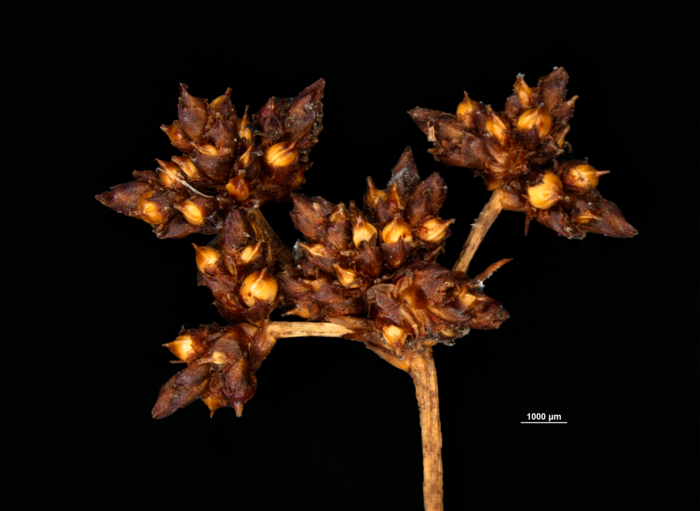 Spikelet of Mapania micrococca US01080967 Guyana 1