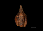 Nutlet of Mapania sumatrana US02074476 Micronesia 1