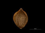 Nutlet of Mapania surinamensis US00687908 Guyana 1