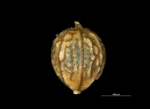 Nutlet of Mapania sylvatica subsp. sylvatica US00686899 Suriname 1