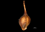 Nutlet of Mapania zeylanica US02074427 Sri Lanka 1