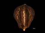 Nutlet of Scirpodendron ghaeri US00923408 Micronesia 2