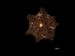 Nutlet zenithal view of Scirpodendron ghaeri US00923408 Micronesia 2