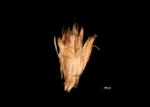 Scales of Scirpodendron ghaeri US00923408 Micronesia 1