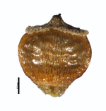 Nutlet of Rhynchospora tenuis subsp. austrobrasiliensis (NY00051587) Brazil 1
