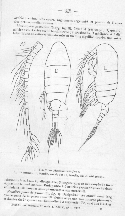 bulbilifera body