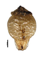 Nutlet of Rhynchospora belizensis (NY04260209) Belize 1