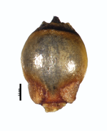 Nutlet of Rhynchospora brevirostris W. R. Anderson et al. 8031 (NY00923340) Brazil 1