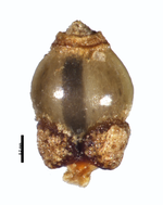 Nutlet of Rhynchospora caesionux H. S. Irwin 15955 (NY) Brazil 1