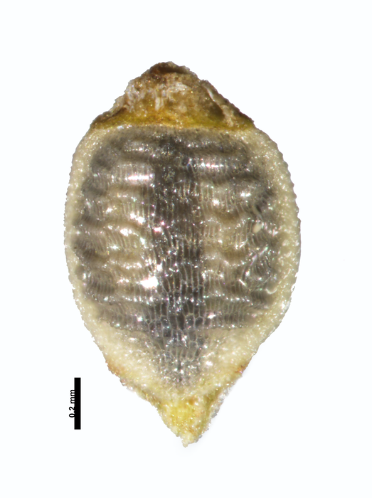 Nutlet of Rhynchospora castanea W. Thomas 16395 (NY) Brazil 1 Nutlet of Rhynchospora castanea W. Thomas 16395 (NY) Brazil 1