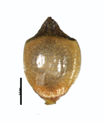 Nutlet of Rhynchospora chapadensis Harley s. n. (SPF37035) Brazil 1