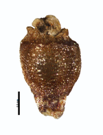 Nutlet of Rhynchospora confinis R. de Mello-Silva 11292 (NY00939344) Brazil 1