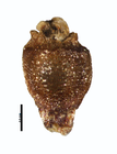 Nutlet of Rhynchospora confinis R. de Mello-Silva 11292 (NY00939344) Brazil 1
