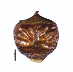 Nutlet of Rhynchospora depressirostris R. O. Woodbury s.n. (NY00826348) Puerto Rico 1