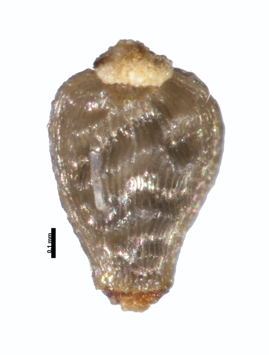 Nutlet of Rhynchospora elegantula W. R. Anderson 10101 (NY00938513) Brazil 1