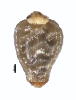 Nutlet of Rhynchospora elegantula W. R. Anderson 10101 (NY00938513) Brazil 1