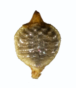 Nutlet of Rhynchospora emaciata Hatschbach 24011 (NY00612835) Brazil 1