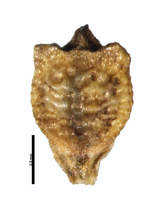 Nutlet of Rhynchospora fallax G. Cremers 15261 (NY04384304) French Guiana 1 Nutlet of Rhynchospora fallax G. Cremers 15261 (NY04384304) French Guiana 1