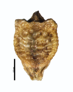 Nutlet of Rhynchospora fallax G. Cremers 15261 (NY04384304) French Guiana 1