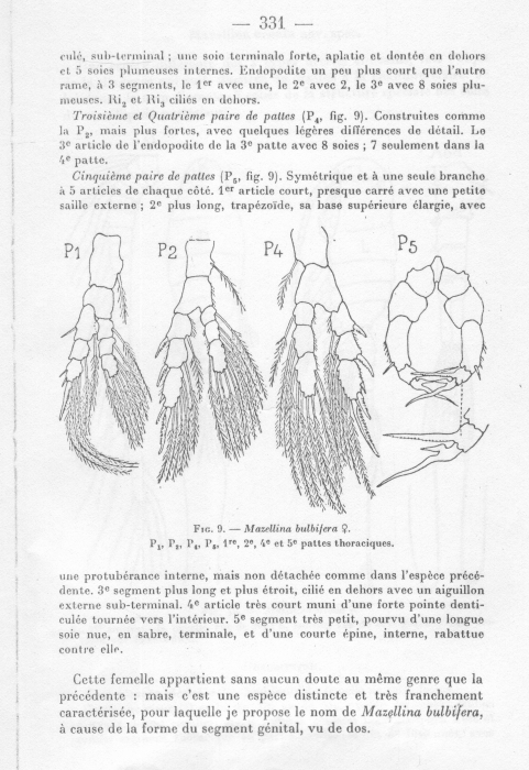 bulbiferus P5