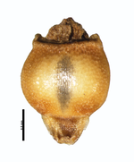 Nutlet of Rhynchospora filiformis T. J. Killeen 5380 (NY00661420) Bolivia 1