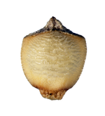 Nutlet of Rhynchospora gracillima Hall 913 (NY04384281) Ghana 1