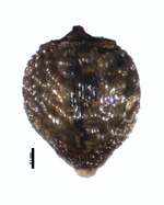Nutlet of Rhynchospora harleyi Harley 19555 (NY03354457) Brazil 1
