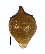 Nutlet of Rhynchospora juncellus Brtiton & Cowell 564 (NY01321028) Saint Kitts and Nevis 1