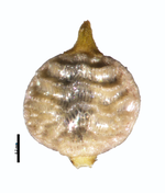 Nutlet of Rhynchospora junciformis Aymard 5023 (NY) 1